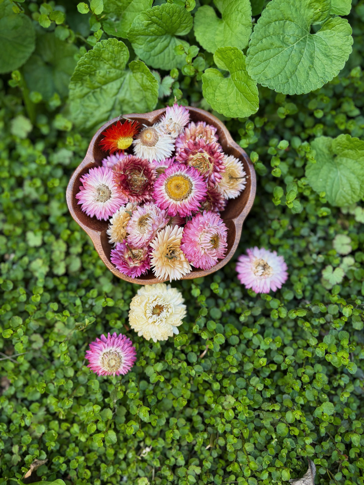 Dried Strawflowers