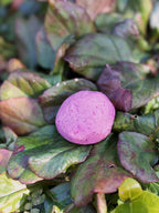 Nature Dough Mix