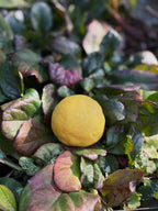 Nature Dough Mix