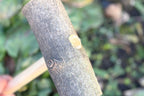 Wooden Play Hammer