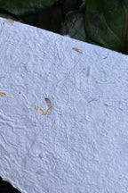 Seed Paper Making Kit