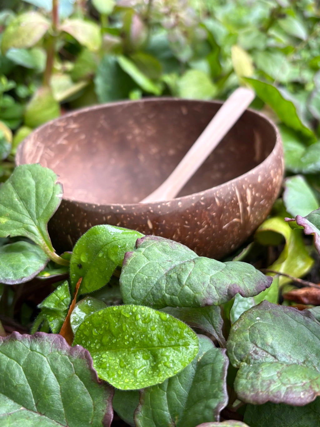 coconut bowl
