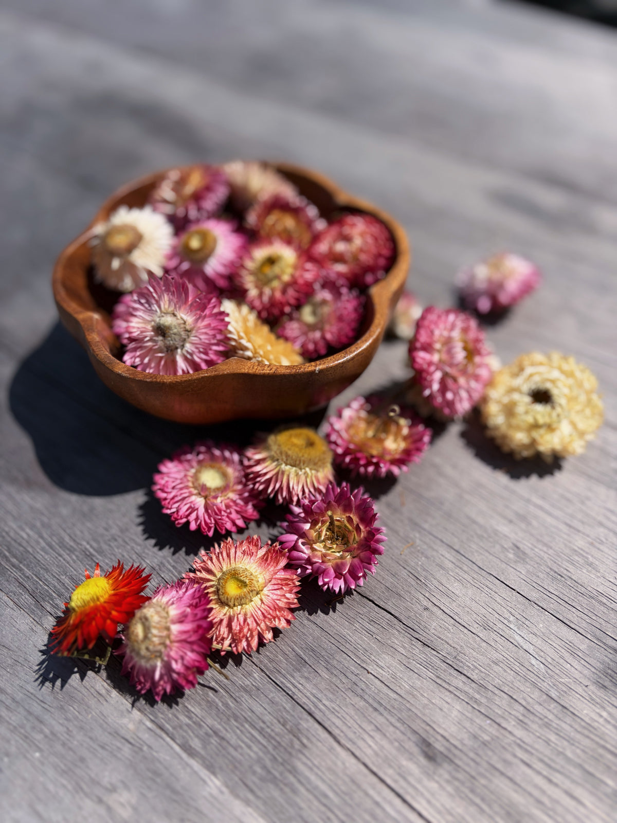Dried Strawflowers